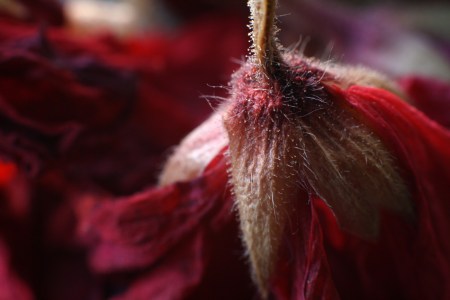 GeranimumIMG_1754LevNov272010_1600