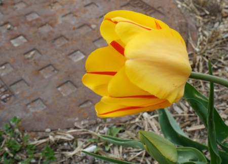 TulipOnWillisIMG_0409Cro_1200