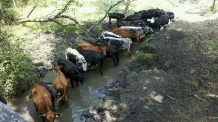 KTphotoCowsBikeTrailJul17,2011